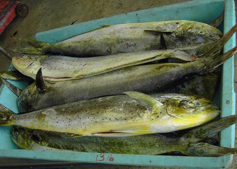 Mahi mahi. Credit: Hans Hillewaert/CC-BY-SA-3.0