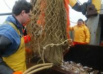 The EC has tabled its proposal for a new multiannual plan for Baltic salmon