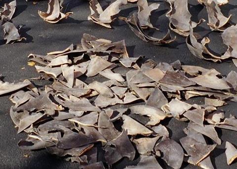 Shark fins. Credit: NOAA