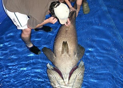 Scientists at FinFish Enterprise check the reproductive condition of giant grouper. Credit: FinFish Enterprise