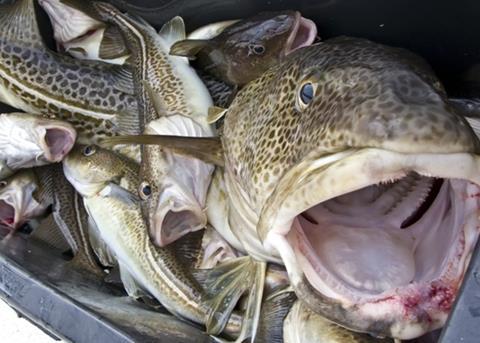Cod stocks in the North Sea continue to show a strong recovery