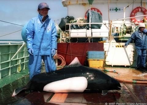 According to scientific data, between 1993-1999 more than 1.2 million seabirds and 15,000 marine mammals died in drifting nets. Photo: WWF-Russia/Yury Artyukhin