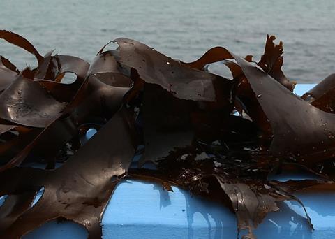 Sustainable kelp and hiziki are on the menu Photo: Freddy An