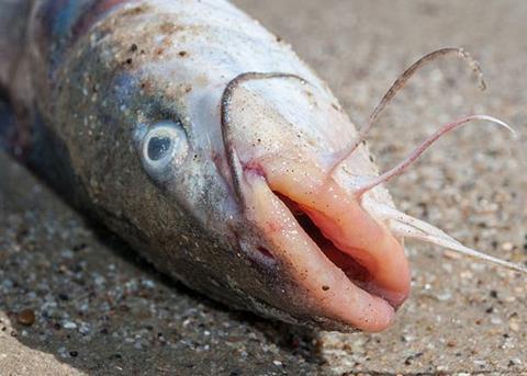 The expansion consists of a new extrusion line that will produce feed for tilapia, trout and catfish. Credit: The Photographer/CC BY-SA 3.0 via Wikimedia Commons