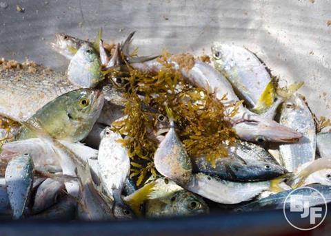 The day Europe runs out of fish