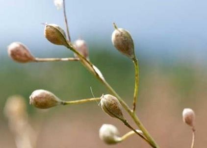 As the production of fish through aquaculture increases so does the need to find alternative sources of omega-3 fish oils