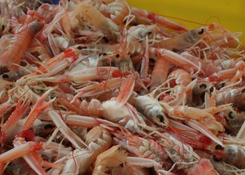 Scottish langoustine is to get a £1 million pound boost
