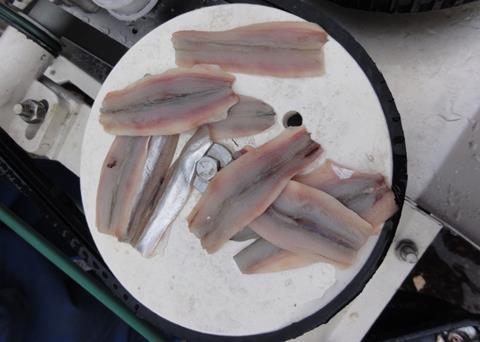 Fillets of block frozen and defrosted capelin about 60 fish per kilo