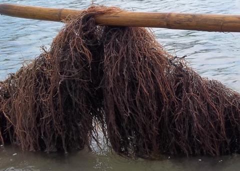 Indonesia Seaweed is planning an expansion project into the European market Photo: Indonesia Seaweed