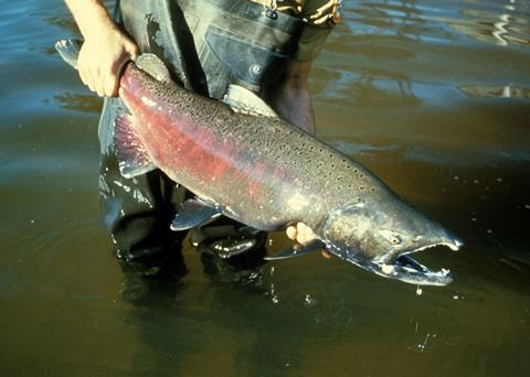 Chinook salmon