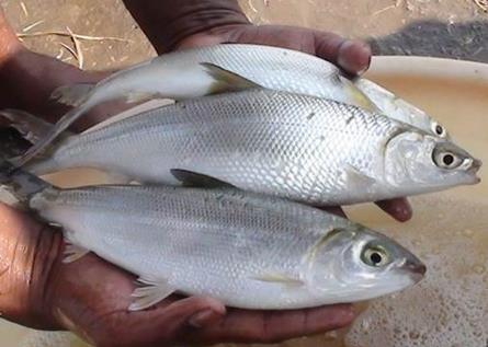 Milkfish have successfully been bred in captivity for the first time in India Photo: CIBA