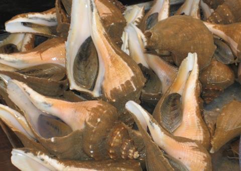 Whelks may create a much needed diversification for Labrador’s fishing communities. Photo: Jessica King, MPB