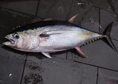 Credit: SEFSC Pascagoula Laboratory; Collection of Brandi Noble, NOAA/NMFS/SEFSC