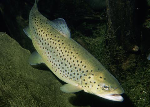 The ASC has revised its Salmon and Freshwater Trout Standards