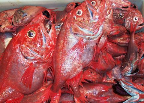 There may be targeted fishing of orange roughy in Australia’s eastern stock. Photo: S McGowan/ MPB