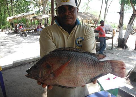 Tilapia freshly caught from the Ruvu River in Tanzania, but this globally-cultured Nile Tilapia strain has been introduced from Uganda and is threatening unique native tilapia species