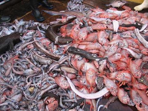 Orange roughy is just one of many species now not sold in North American retailers on sustainability grounds. Credit: SeaWeb/Marine Photobank