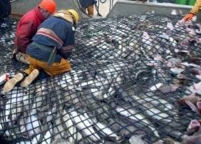 Cod Plan control measures could be bettered