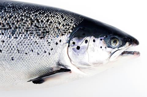 Salmon