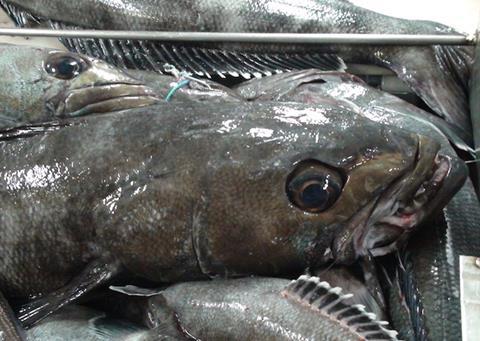 toothfish