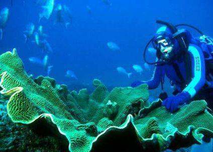 The Kermadec marine reserve is New Zealand’s largest marine reserve