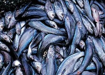 Hoki is the ‘star’ performer. Credit: N. Bagley/NIWA