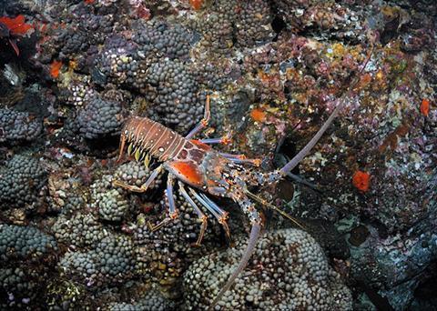 The Western Central Atlantic Fishery Commission is meeting to help support the Caribbean marine ecosystem Photo: NOAA