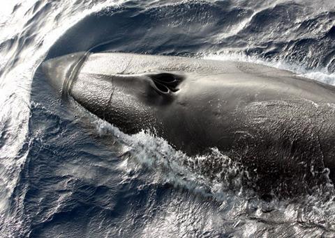 Fin whale. Credit: NOAA
