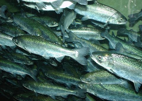 Chinook salmon. Credit: Zureks/ CC BY-SA 3.0