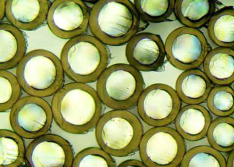 A new project aims to reduce the use of plastics that are harmful to marine environments