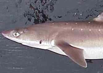 Spiny dogfish. Credit: NOAA
