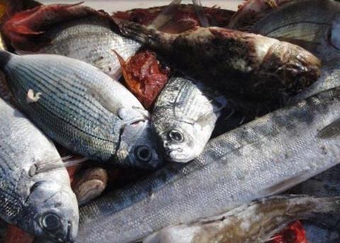 The latest MMO discards trial has been a success. Credit: nef