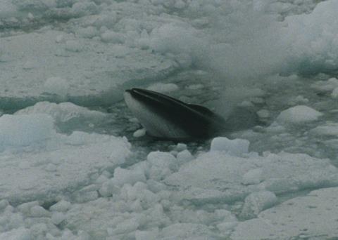 Minke whale