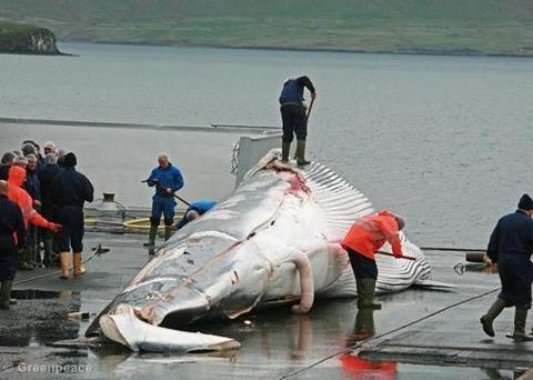 Iceland resumes commercial fin whaling. © Greenpeace