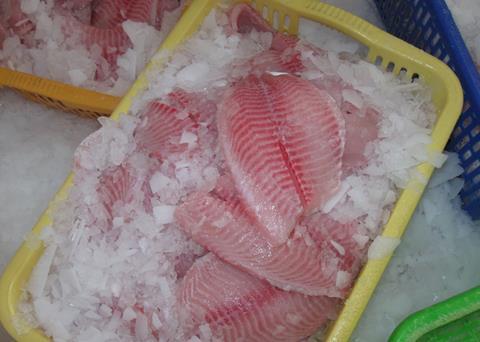 Iced tilapia fillets