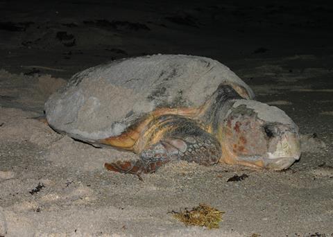 Loggerhead turtle. Credit: NOAA