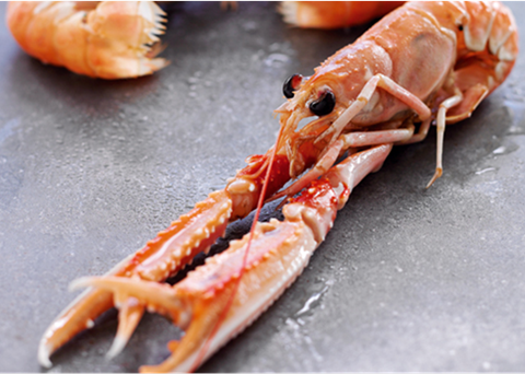 Scotland has welcomed a major boost for fishermen thanks to langoustine deal with Sainsbury's