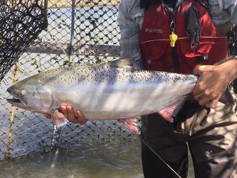 San Joaquin spring-run Chinook are returning to their historic habitat for the first time in decades Photo: Jacie Knight/USFWS