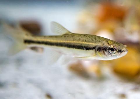 The study used simulated trawling with schools of wild minnows