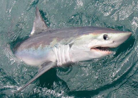 A study has found that industrialised fishing puts sharks at risk Photo: MBA