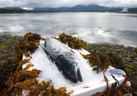 Scottish salmon