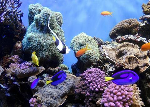 Researchers have developed a new UV blocking material out of naturally occurring molecules found in algae and fish slime