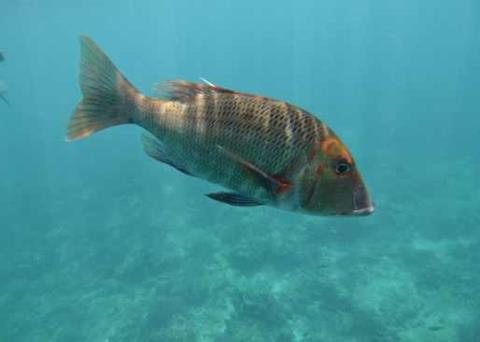 Redthroat emperor fish tend to retreat to deeper water to escape the heat. Photo: Michelle Heupel