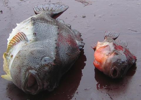 The ISF has regained its lost MSC certification Photo: MSC