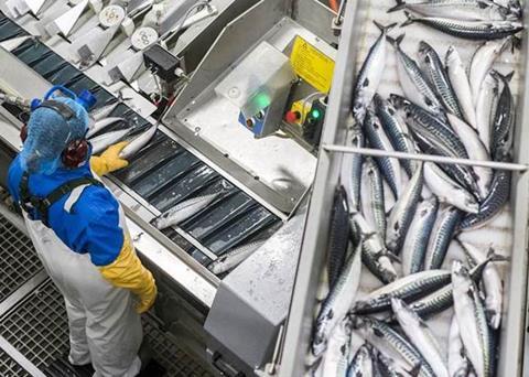 Iceland’s mackerel season starts well
