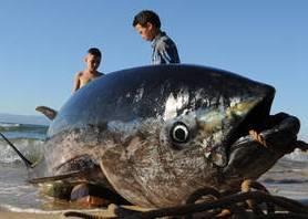 Around 130 million children work in agriculture, livestock and fisheries © FAO/Abdelhak Senna