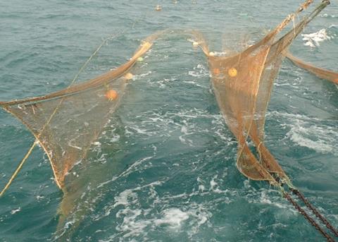 A new shrimp trawling system has been designed in Mexico. Credit: SAGARPA