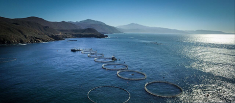 Fish Farming in Mexico