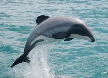 Scientists are urging the NZ government to take immediate action to ensure ‘full protection of Maui’s in all areas throughout their habitat’ © WWF-New Zealand