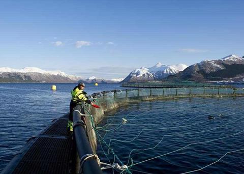 FISHBOOST is studying how hi-tech breeding techniques can promote disease resistance Photo: Marine Harvest/ASA